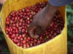 Introduction to AA, Kiawamururu processing Plant of Rumukia Coffee Farmers' Cooperative in Kaili, Kenya