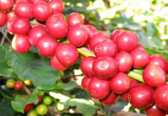 The importance of coffee classification and grading How is Ethiopian coffee grading divided