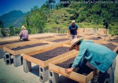 Introduction of Vilory Manor Finca Villaure and Rosma Manor Finca Rosma in Guatemala