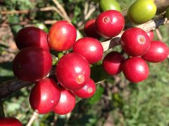 Introduction to Finca Guatalon of Santa Rosa Guadalon Manor, Santa Rosa District, Guatemala