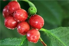 Introduction to the Flavor of Coffee Bean production method in Ethiopia Valley Jikor Shamakanisha treatment Plant