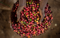 Introduction, tasting and flavor description of coffee in Narino, Colombia