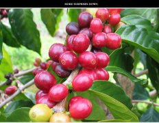 Introduction to baking instructions for the flavor and taste of boutique coffee at Mchana Estate Mechana Manor in Kenya