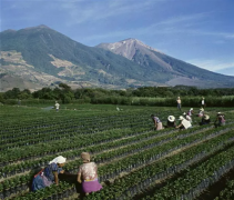 Introduction to the flavor and taste of coffee manor in Baisheng Village, Taiwan Coffee History