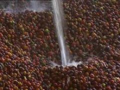 Introduction of peeled sun-dried beans on Santa Rita Farm (Santa Rita) in El Salvador