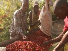 Description of Burundian Bourbon Coffee Flavor in the Heart of Africa Sun description of hand-pulping parameters and introduction of Parma treatment Plant