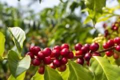 World Map of Coffee-- the unique microclimate of Panamanian Coffee makes the legendary Coffee Road