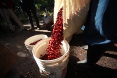 Is Panamanian coffee expensive? [the most expensive Coffee in the World] Rose Summer Coffee beans from Jade Manor in Panama