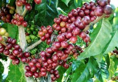 How do you make Costa Rican coffee? Costa Rican coffee bean grading standard tells you