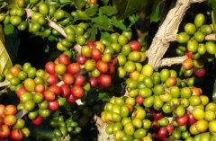 The history of coffee cultivation in Costa Rica for more than 200 years has created the characteristics of coffee flavor with excellent acidity.