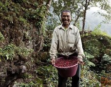 2017 Hot Coffee beans in Guatemala-Cabernet Coffee grown at La Bertha Manor in the Vivi Plateau of Guatemala