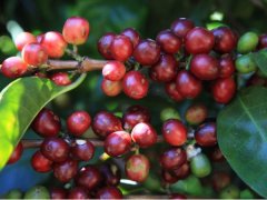 Costa Rican coffee beans are classified according to the elevation of coffee estates, the seven largest coffee producing areas in Costa Rica