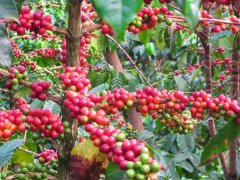 Guatemala Vivette South Fruit producing area Hope Manor introduces the parameters of Guatemalan Coffee hand pulping