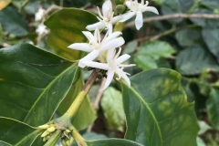 Introduction of White Honey Coffee beans in Multi-Tower Banner Microprocessing Plant of Peak Manor in Tarazhu production area of Costa Rica