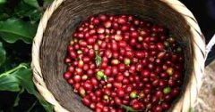 Introduction to the flavor and taste of Nyeri small farmer coffee beans in Kigwandi, Kenya