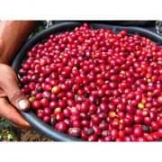 Which brand of Brazilian coffee is good? Analysis on Characteristics and Aroma Characteristics of Brazilian Coffee Bean
