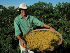 Brazilian coffee commercial beans VS boutique beans: lack of personality beauty but not without boutique