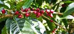 Introduction of Colombian Coffee Brand Origin Manor-Colombian Coca Insa Cooperative