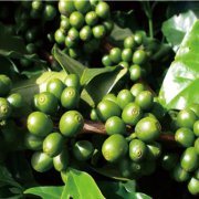 Colombian coffee, also known as jade coffee, is the world's largest exporter of washed coffee beans.
