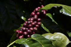 Nicaragua Water Manor El Fuente Rosa Coffee Bean oldest Coffee Manor