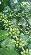 Introduction to the flavor and taste of adzuki bean from PB Monteiro (waterway) treatment plant in Mtaro estate, Kenya