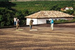 How do you drink Salvadoran coffee? Introduction to the characteristic flavor of El Salvador organic coffee and hot spring coffee