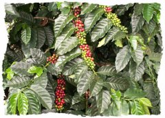 El Salvador coffee hand brewing parameters El Salvador Mo tincture manor 50% honey treatment + 50% water washing treatment