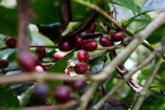 Kenya Coffee roasting record KENYA THIRIKU Kenya AA Coffee characteristics