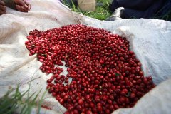 Kenyan Coffee Farm and Cooperative processing Plant list Starbucks which Kenyan Coffee is?
