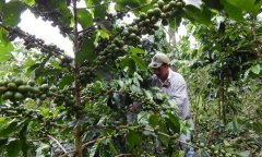 Honduras Coffee production area Manor Makala Manor Manor Honduras Coffee copan