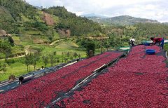Is there a scent of Rwandan coffee flowers? Rwanda Coffee processing Plant Ngoma Ngma processing Plant