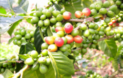 It is recommended to analyze the roasting degree of Rwandan coffee. Rwandan coffee is suitable for hand siphon press.