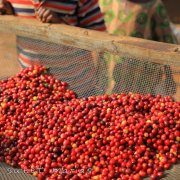How to drink Rwandan Blue bourbon Coffee? description of the flavor and taste of Rwandan coffee beans
