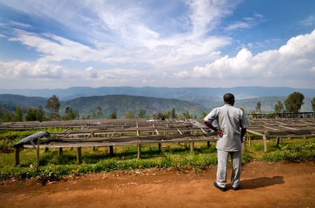 The characteristics of the story of the origin of coffee bean industry in Rwanda