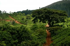 Photo of Manning Coffee introduction to Wahana of Wahana Manor in Sumatra, Indonesia