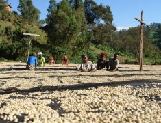 Ethiopian decaf &  Organic Coffee Gucci-Saxcot carbon dioxide decaffeinated