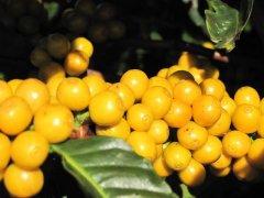 Description of Coffee Bean Flavor in Sidamo-Crete Korate producing area of Ethiopia