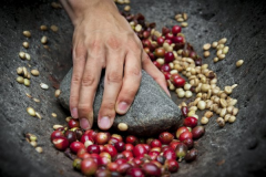 Flavor description of washed Yega Coffee in wondo Coffee Cooperative of Ethiopia