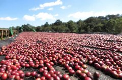 Introduction of hand-selected coffee beans at Kagongo small Coffee Farm in Kenya
