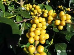 Introduction to Colina Farm Corinne Farm in Minas, Brazil