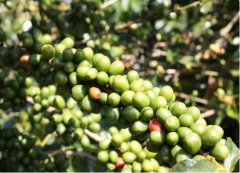 Introduction and flavor description of organic coffee beans on Mamani Family Farm in Bolivia