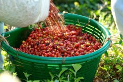 Introduction to Panama Coffee Manor-characteristics of Carmen Manor Carmen Panamanian Coffee beans