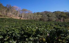 Flavor characteristics of West Valley Coffee beans in the Western Valley of Costa Rica Coffee production