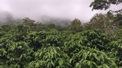 Costa Rican ear coffee brewing method Costa Rican immigrants drink coffee?