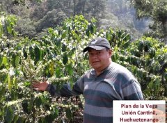 2017 Guatemala New beans Guatemala COE La Vega winning Plan Coffee beans