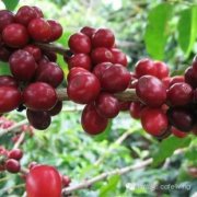 Rare suntanned mantenin coffee beans in the Bali-Kintamani highlands, Indonesia