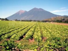 The century-old boutique manor of Antigua, Guatemala-Santa Clara Manor introduces the flavor of coffee in detail.