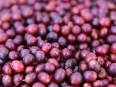 Guatemala Antigua coffee beans what is the best dessert for Guatemalan coffee