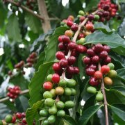 The characteristics of coffee beans in the coffee producing area of Vivette Nanguo, Guatemala