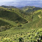 Colombian coffee marks how to make Colombian coffee designated by the Vatican.